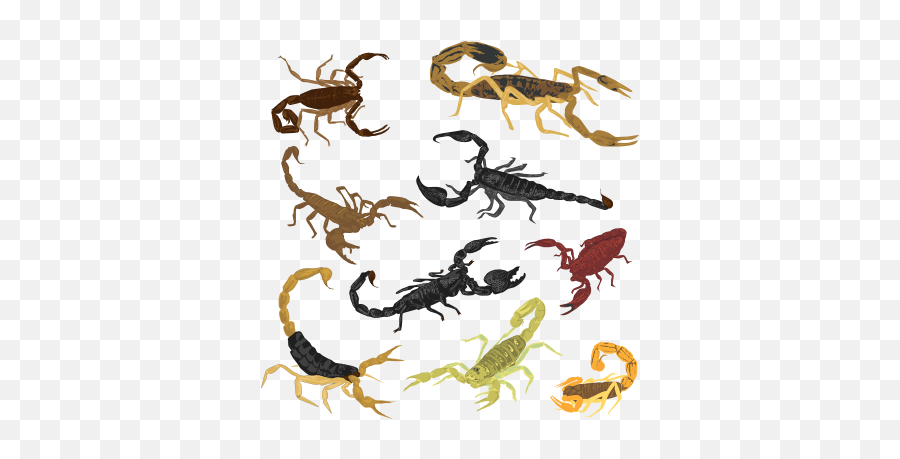 Shop - Emperor Scorpion Emoji,Scorpion Emoji