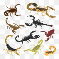 Shop - Emperor Scorpion Emoji,Scorpion Emoji