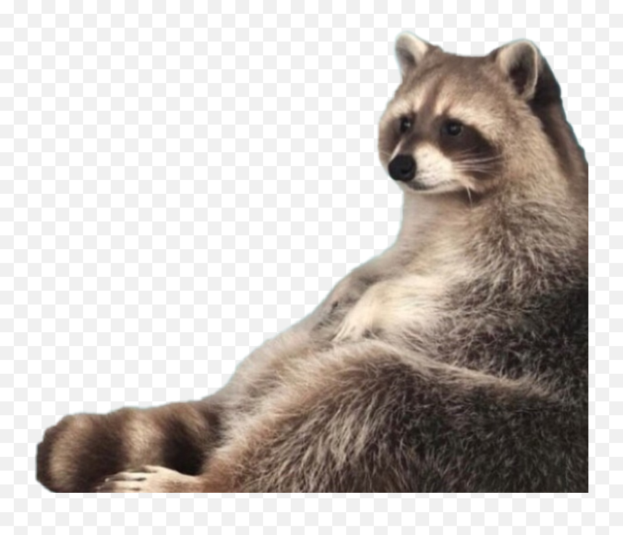 Raccoon Meme Fat Chubby Sticker - Raccoon Meme Png Emoji,Racoon Emoji