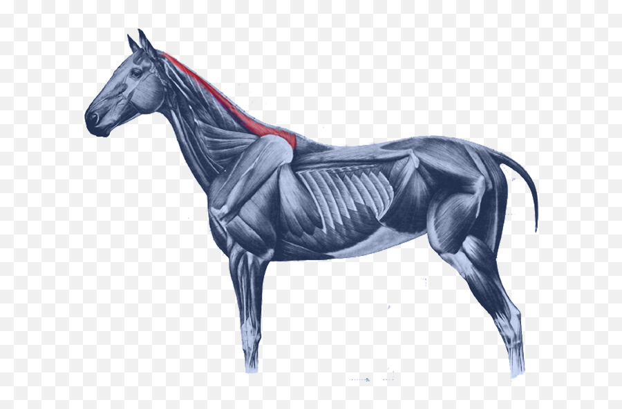 Equine Anatomy Horses Muscular System Of The Horse Muscle - Equine Supraspinatus Muscle Emoji,Horse Emoticon