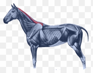 Equine Anatomy Horses Muscular System Of The Horse Muscle - Equine Supraspinatus Muscle Emoji,Horse Emoticon