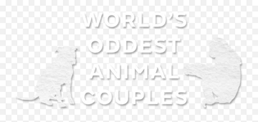 Worlds Oddest Animal Couples Us - Language Emoji,Oddest Emotion