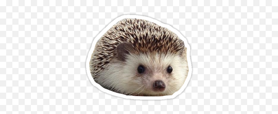 Aesthetic Stickers Cute Stickers Emoji,Porcupine Emoji