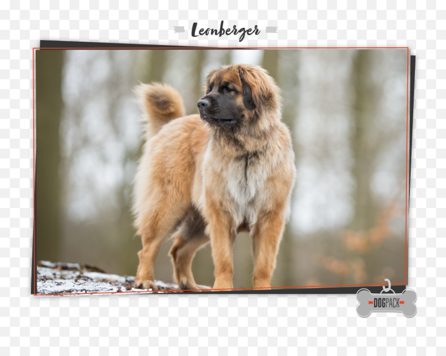 Worlds Largest Dog Breeds To Snuggle - Dog Breed Emoji,Caucasian Mountain Shepherd Puppy Emoticon