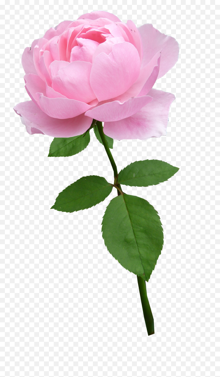 Rose Stem Pale Pink Flower Bloomrose Stem Pale Pink - Pink Flower Stem Transparent Emoji,Pale Of Emotions