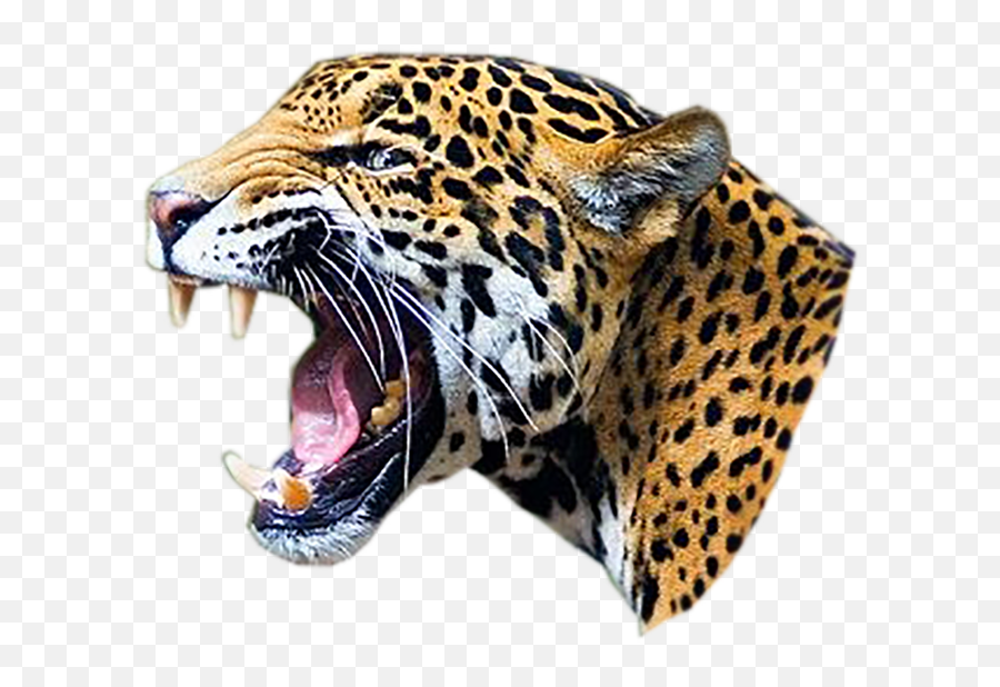 Leopard Head Png Transparent Images Free Download - Jaguar Png Emoji,Fang Emoji Face