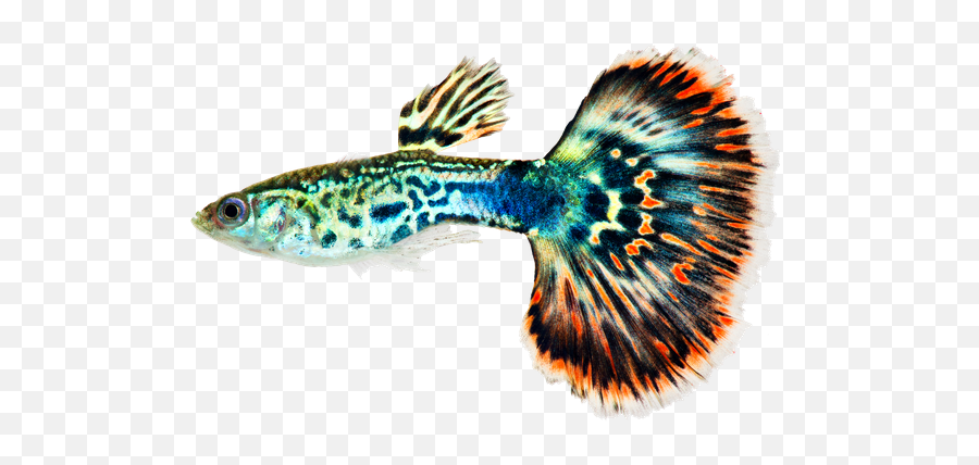 Can Rainbow Fish Live With Guppies - Neeness Emoji,Rainbow Fish Singing On. Emotions