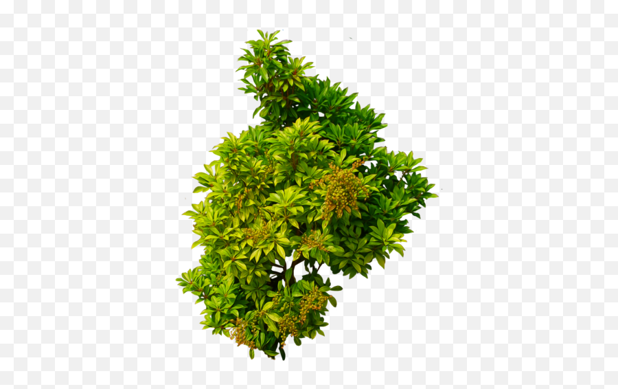 Download Bushes Free Png Transparent Image And Clipart - Bush Transparent Png Emoji,Shrub Emoji