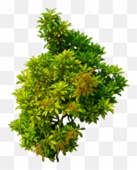 Download Bushes Free Png Transparent Image And Clipart - Bush Transparent Png Emoji,Shrub Emoji