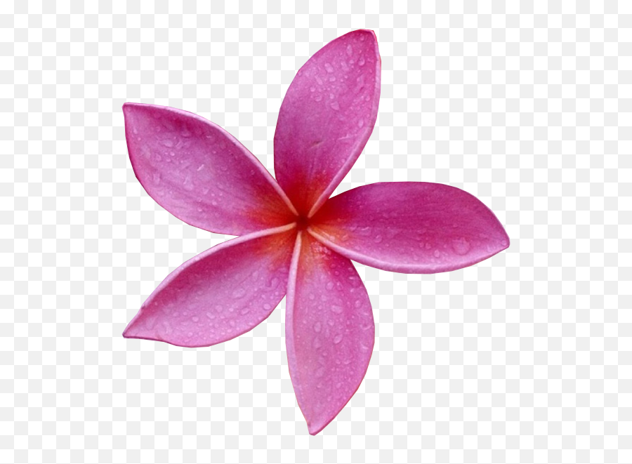 Pink Flower Png Official Psds - Flor Rosa Png Emoji,Pink Flower Emoji Transparent