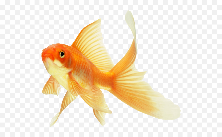 568x480 - Goldfish Transparent Emoji,Gold Fish Emoji