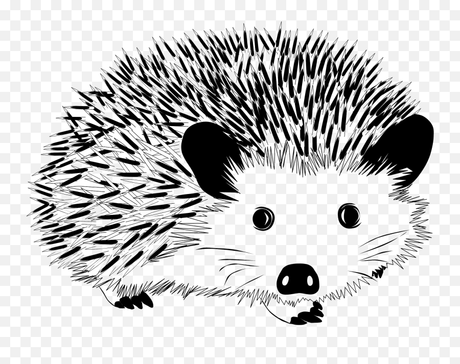 Black And White Hedgehog Clipart - Hedgehog Coloring Page Emoji,Porcupine Emoji