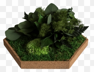 Plant Panel - Moosbild Hexagon Emoji,Plants Emotions Art