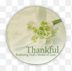 Give Thanks No Matter What Your - Rose Emoji,Adrian Rogers Comment About Emotions