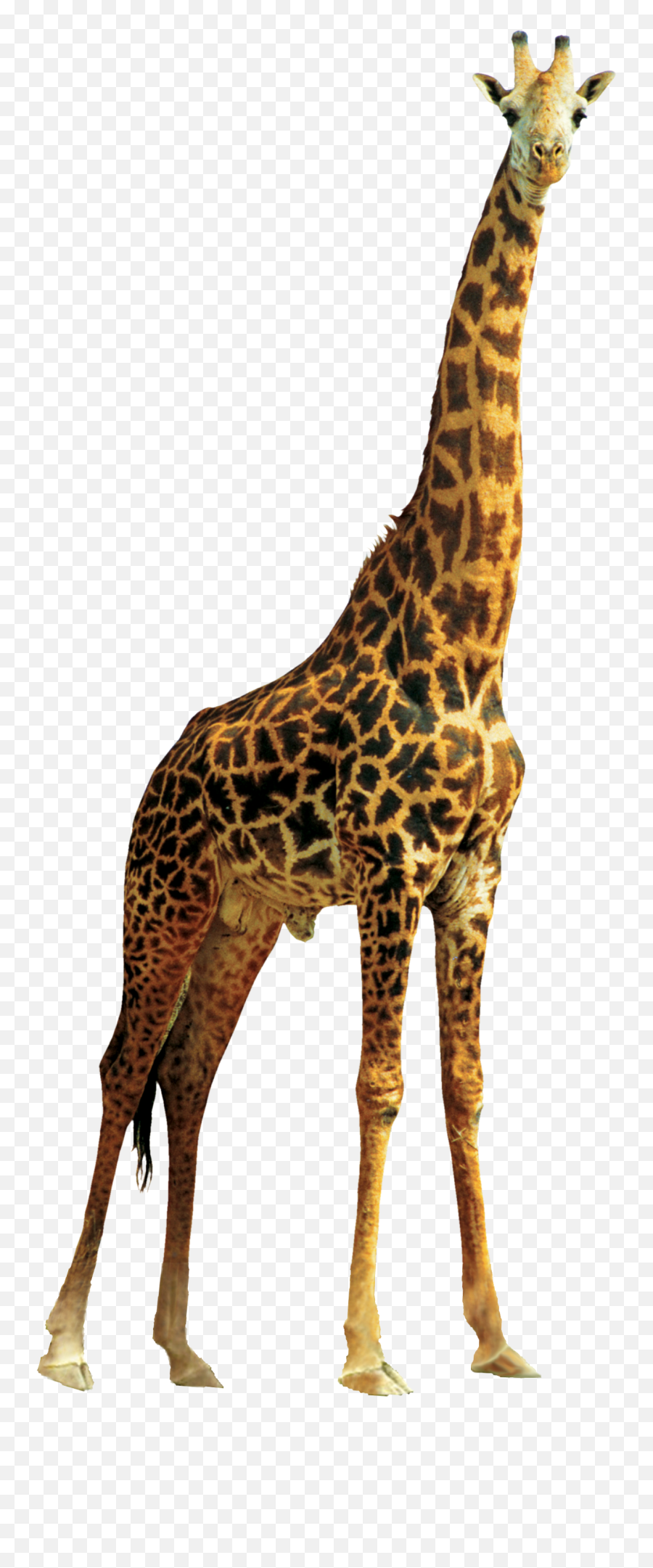 Left Viwew Giraffe Face Hd Png - Transparent Giraffe Png Emoji,Giraffe Emoticon