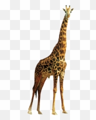 Left Viwew Giraffe Face Hd Png - Transparent Giraffe Png Emoji,Giraffe Emoticon