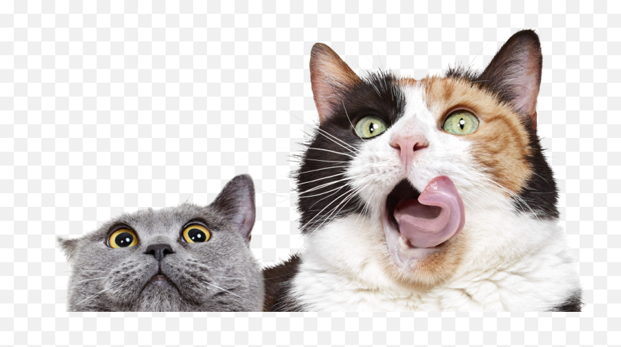 New York Cat Insurance Covers 90 Of Eligible Bills Emoji,Surprised Facial Emotions
