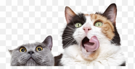 New York Cat Insurance Covers 90 Of Eligible Bills Emoji,Surprised Facial Emotions