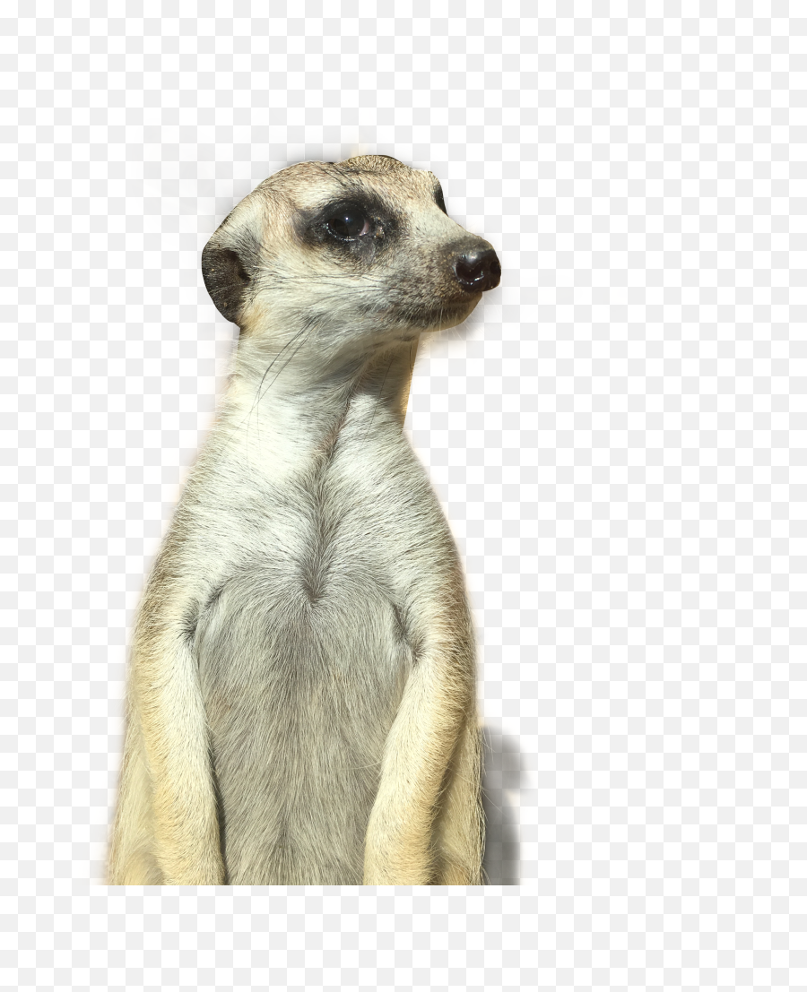 Meerkat Animal Sticker - Meerkat Png Emoji,Meerkat Emoji