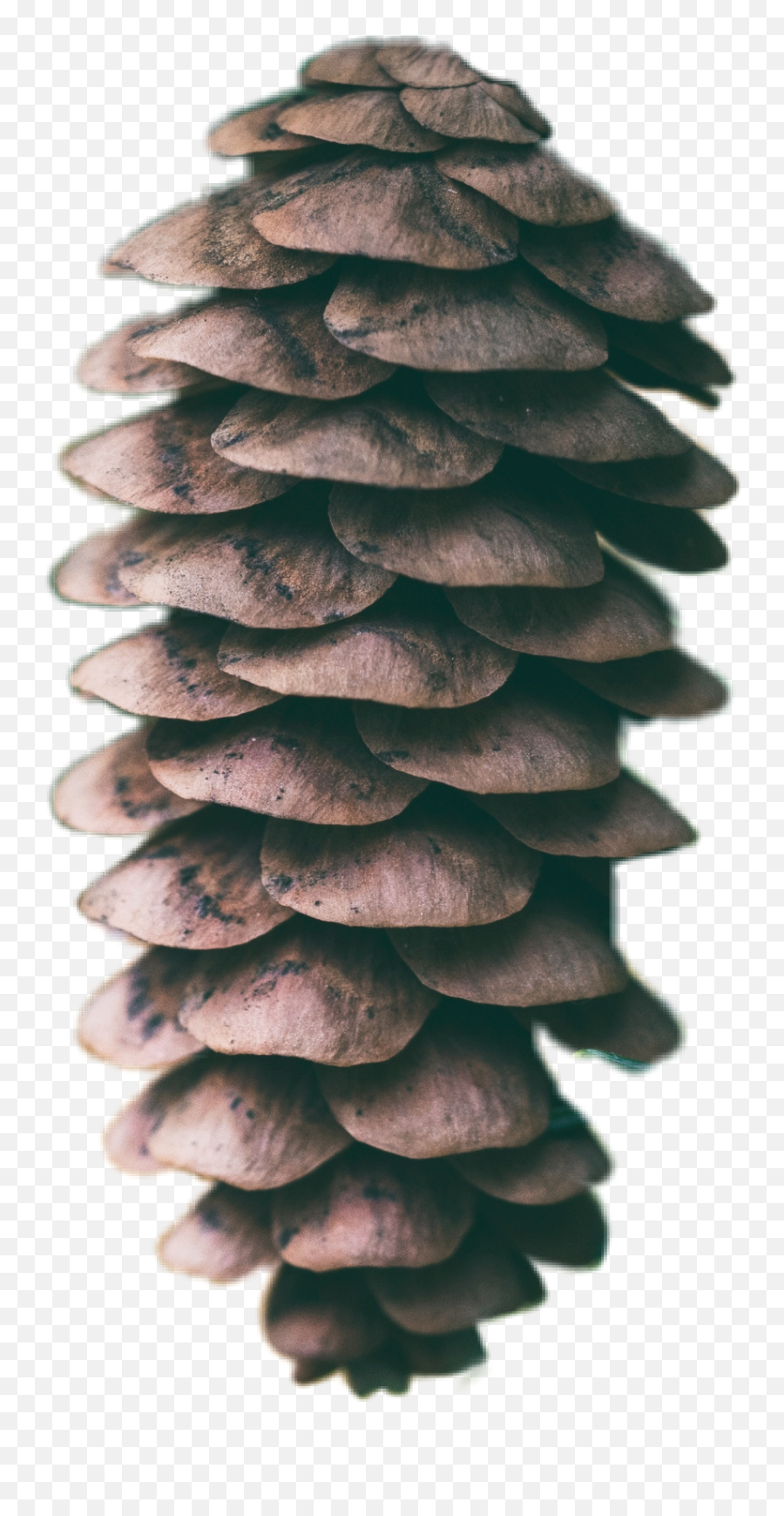 Pinecone Pine Sticker - Wallpaper Emoji,Pinecone Emoji