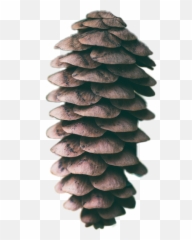 Pinecone Pine Sticker - Wallpaper Emoji,Pinecone Emoji