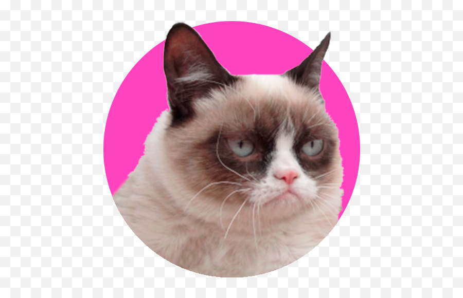 Stickers Crazy Cats For Whapp Apk Download For Windows - Grumpy Cat Png Emoji,Ridiculous Cat Emojis Free Android