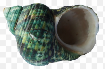 Empty Green Seashell Upside Down Free - Green Sea Shell Emoji,Upside Down Emotions