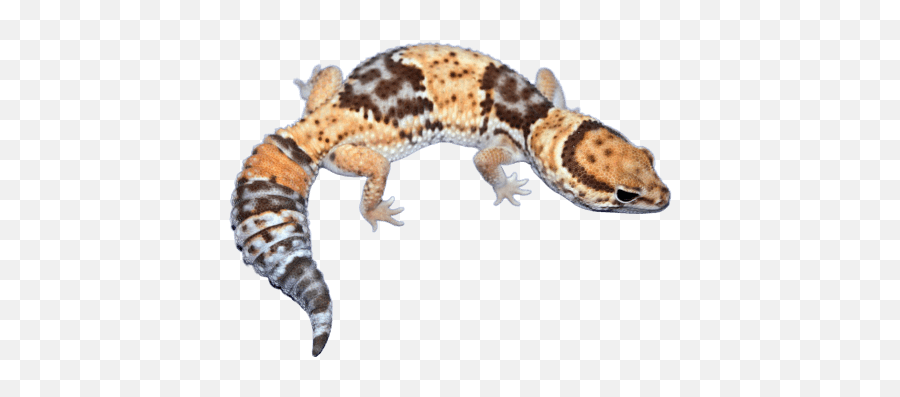 African Fat Tailed Gecko Morphs - Find Out What Your Gecko Starburst African Fat Tailed Gecko Emoji,What Does Color Say About Crested Geckos Emotion