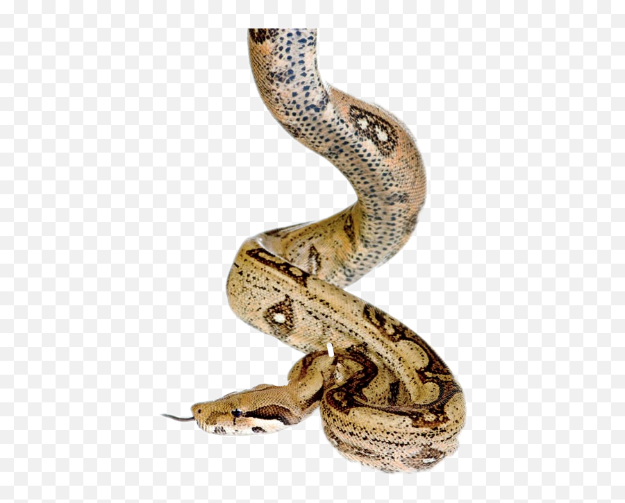 Snake Python Sticker By Taliafera - Boa Constrictor Emoji,Emoji Python