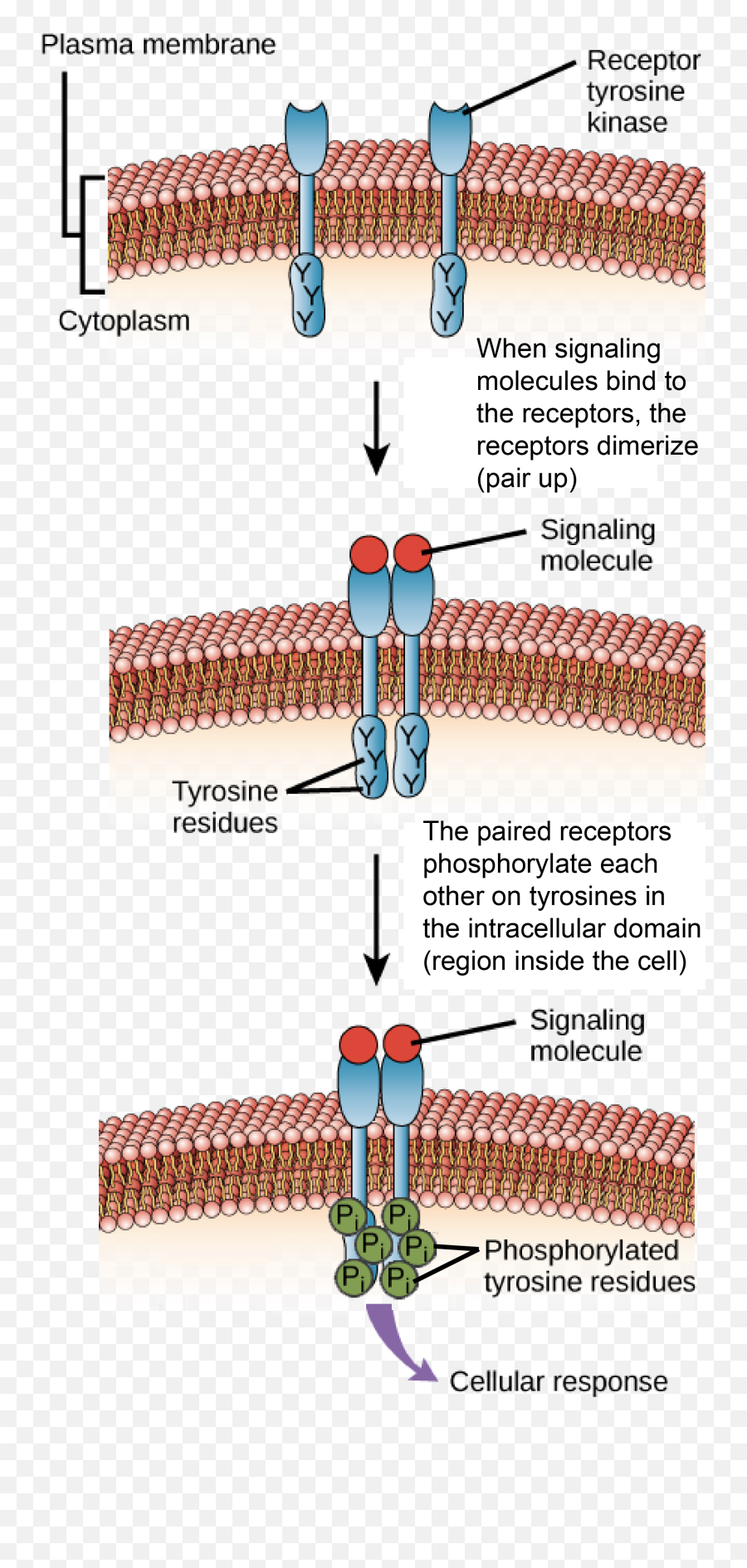 Ligands Receptors Khan Academy - Intracellular Domain Of Receptor Protein Emoji,Molecules Of Emotion