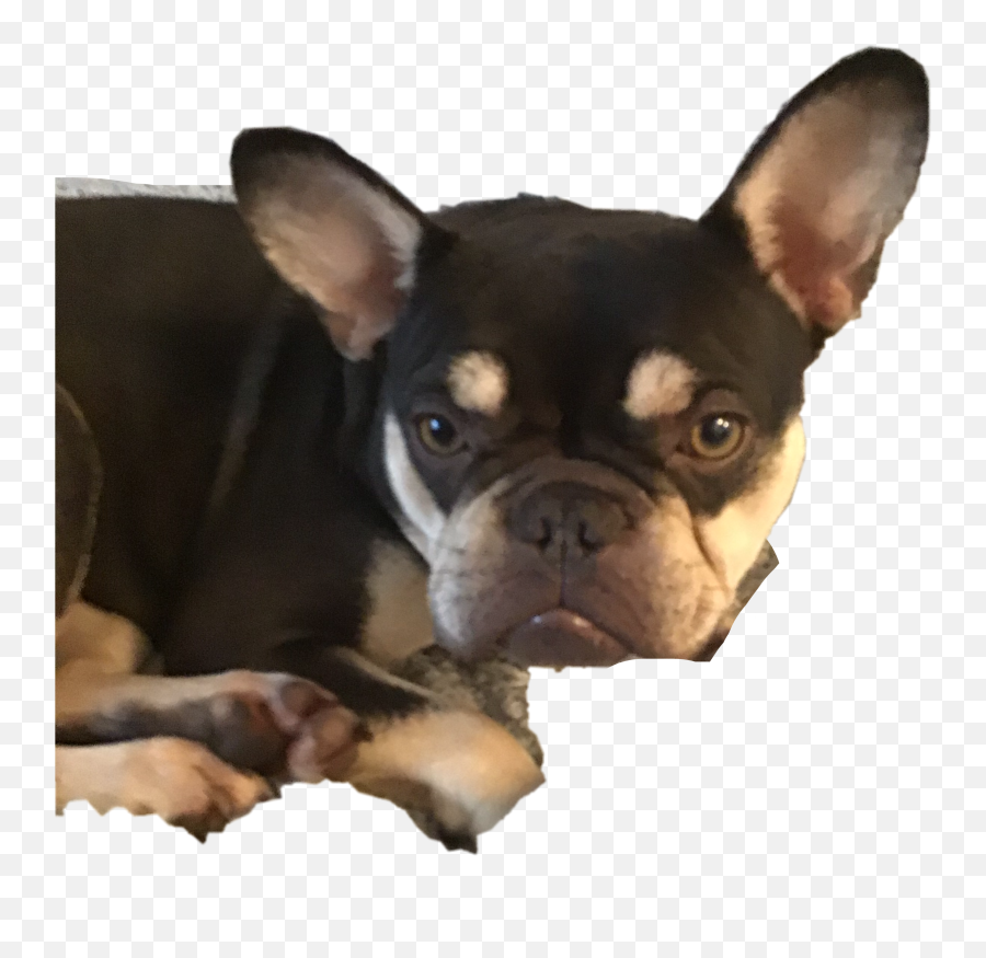 Discover Trending Mjau Stickers Picsart Emoji,Emoticon French Bulldog