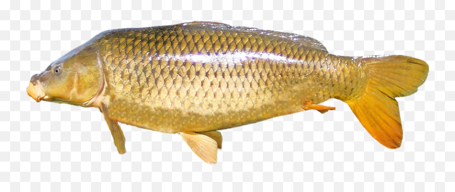 The Riveru0027s Fish And Png Images Download The Riveru0027s Fish Emoji,Carp Emoji