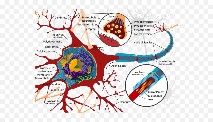 Mind Seeing Coloured Numbers Not A Mental Illness - Neuron Cell Diagram Emoji,Emotion Color Synesthesia
