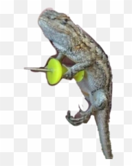 Gecko Sticker Hello Salamander Sticker - Mess With A Pun Emoji,Salamander Emoji