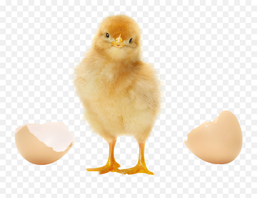 Hatching Eggs And One - Layer Day Old Chicks Emoji,Cornish Cross Chicken Emotions