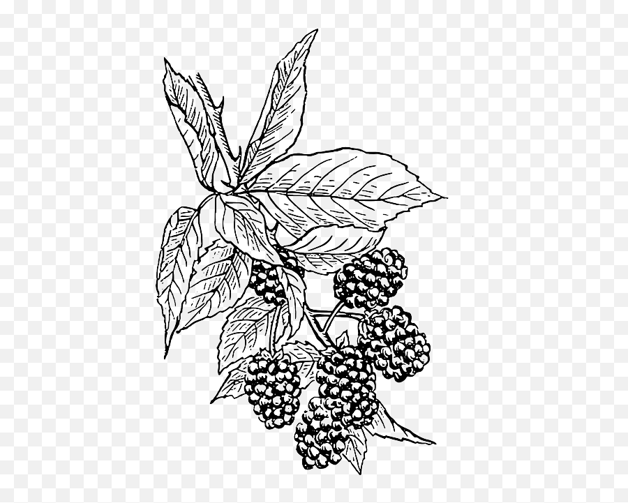 Free Photo Berry Raspberry Blueberries Blackberry Fruit Food - Black And White Berries Emoji,Raspberry Emoji