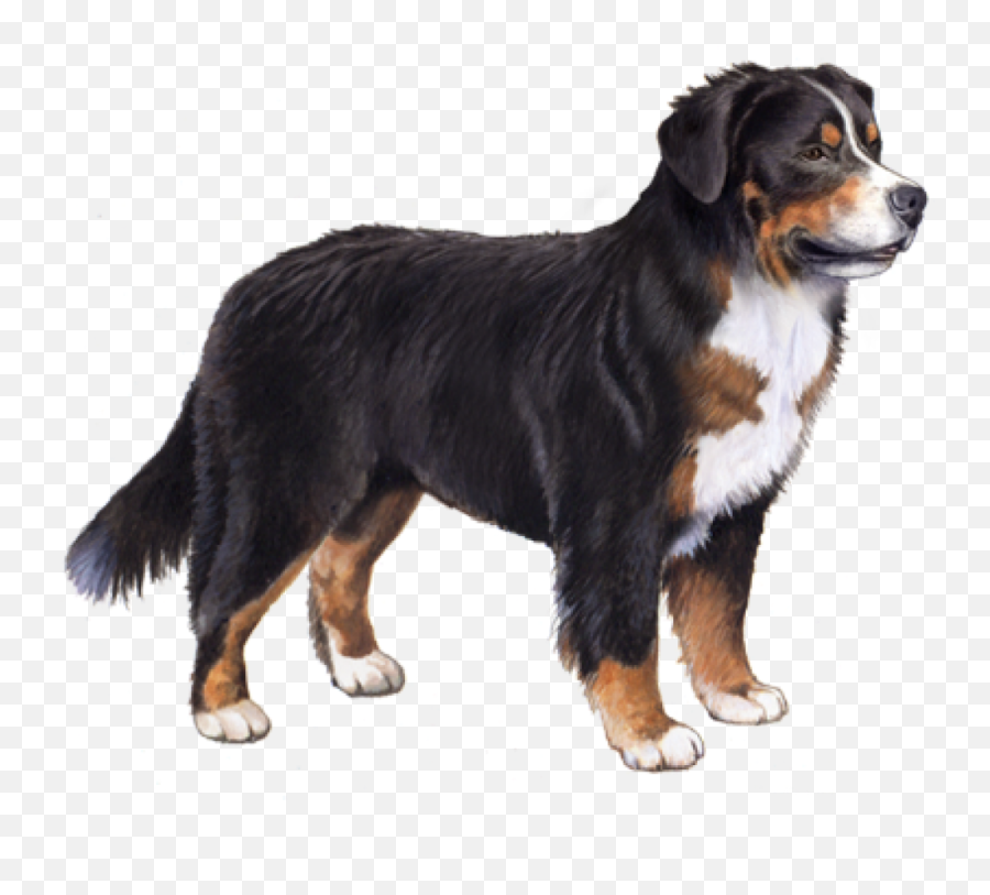 Browse Dog Breeds - Bernese Mountain Puppies Transparent Emoji,Caucasian Mountain Shepherd Puppy Emoticon