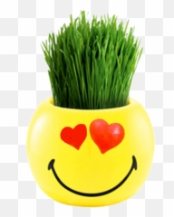 Smileys Ryegrass - Grass Grow Kit Emoji,Emoticon For A Pot