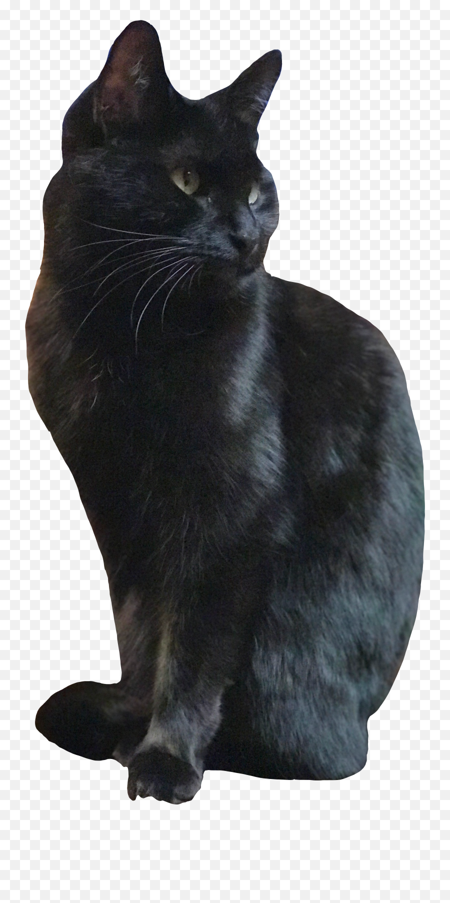 Reda51 Shop Redbubble Black Cat Sticker Cat Stickers Cats Emoji,Download Black Cat Emoji