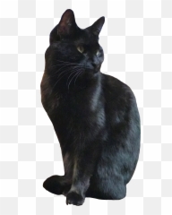 Reda51 Shop Redbubble Black Cat Sticker Cat Stickers Cats Emoji,Download Black Cat Emoji