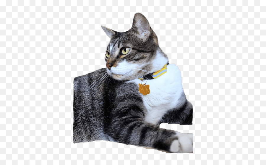 Gato De Apê Emoji,Tabby Cat Emoji