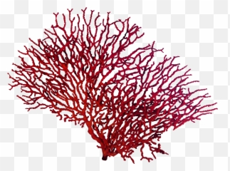 Coral Reef Water Sealofe Sticker By Miriam - Coral Png Emoji,Coral Emoji
