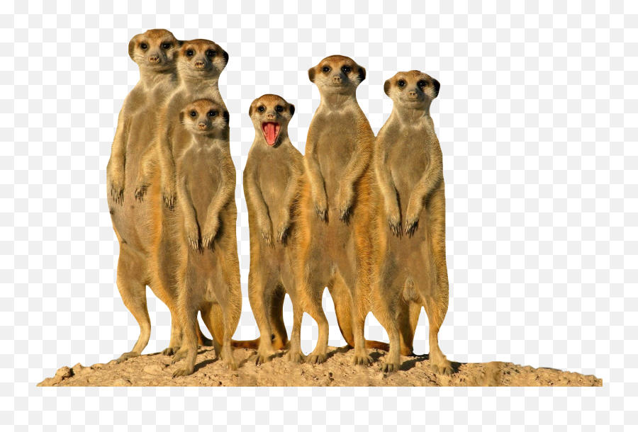 Meerkat Wildanimal Familyofanimals - Botswana Animals Emoji,Meerkat Emoji