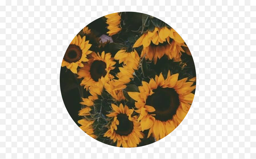 Sunflower Aesthetic Emoji,Saunflower Emoji