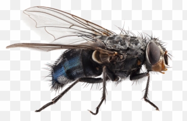Fly Bug Sticker - Fly Hd Emoji,Flies Emoji