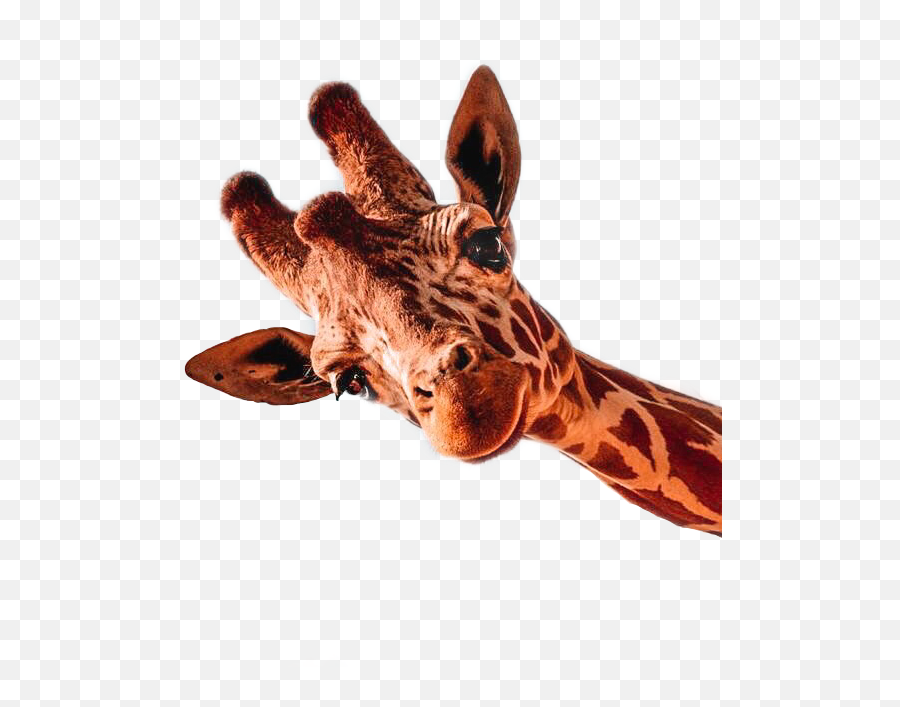 Discover Trending - Aesthetic Girraf Emoji,Giraffe Emoji Png