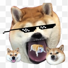 Shibe Shibenation Meme Memes Sticker Emoji,Shibe Emoji