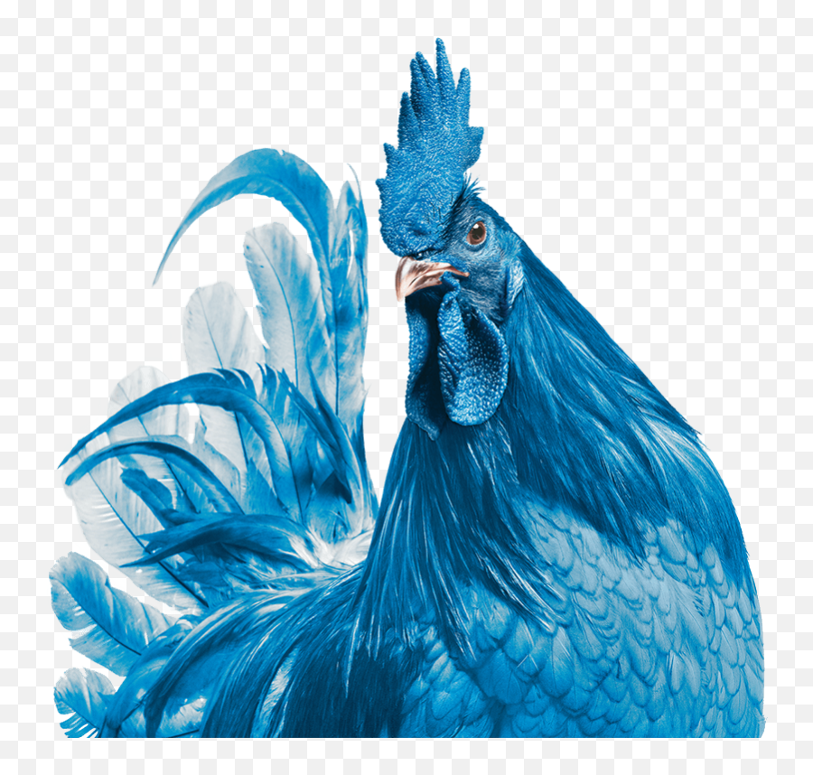 Highmark Blue Cross Blue Shield Delaware Emoji,Cornish Cross Chicken Emotions