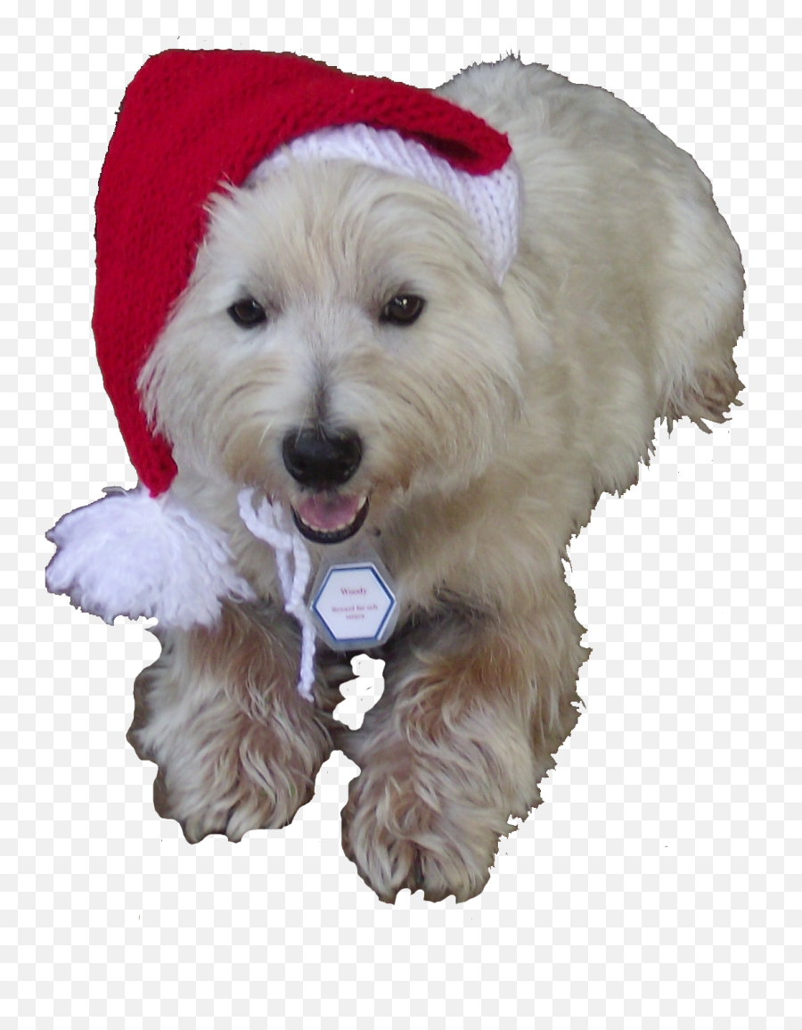 Just 1 Little Thing 2010 - Dog Clothes Emoji,Merry Christmas Emoticons Copy And Paste