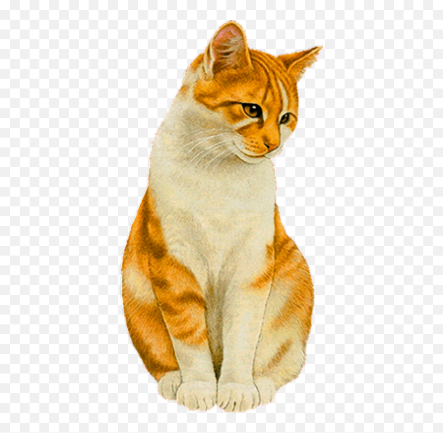 Cats Illustration Cat Artwork - Cat Illustration Real Emoji,Kitty Emoji